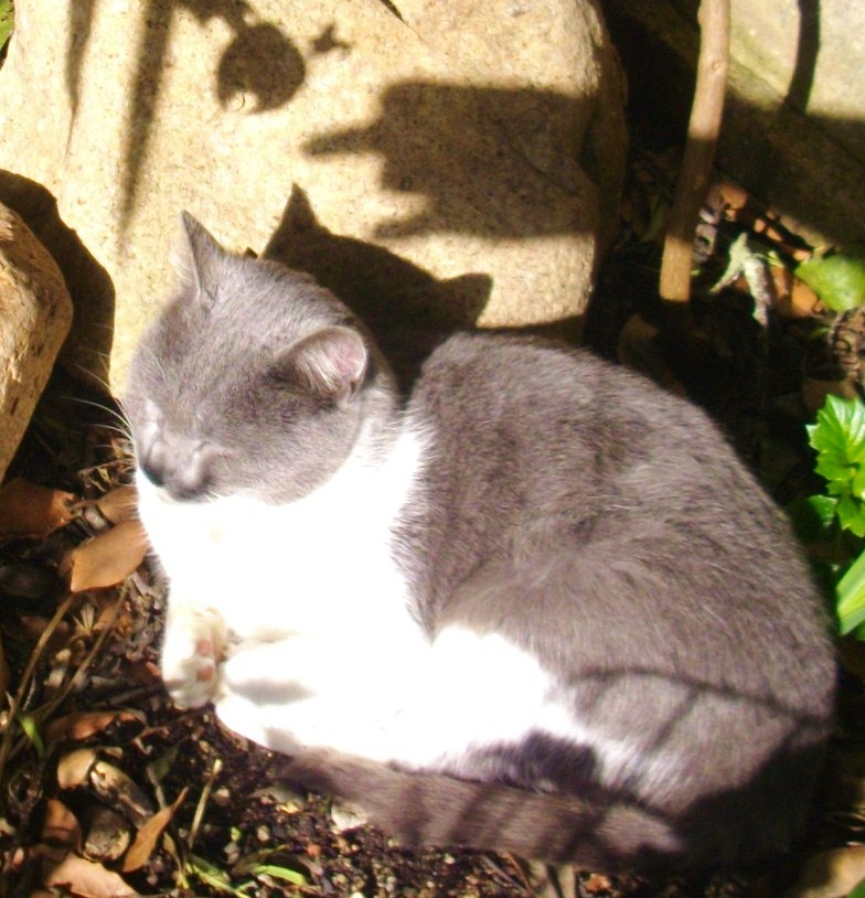 Micio in pericolo